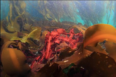 red kelp