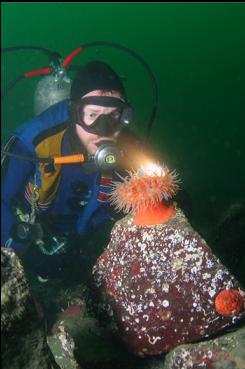 ANOTHER SWIMMING ANEMONE