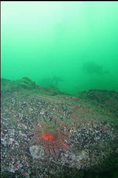 DIVERS BEHIND SUNFLOWER STAR