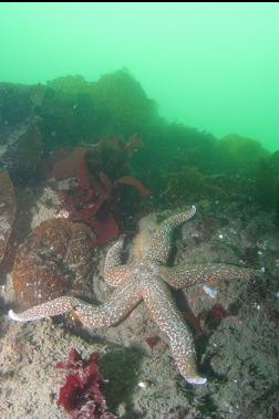 SEASTAR ON REEF