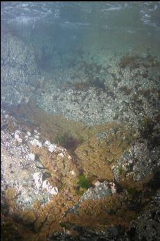 ANEMONES IN SHALLOWS