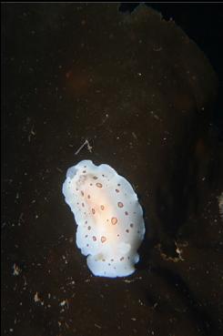 NUDIBRANCH