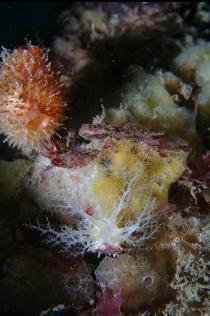 BURROWING CUCUMBER AND TUNICATE