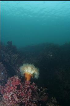 PLUMOSE ANEMONE