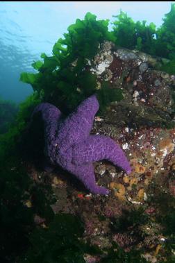 seastar near surface