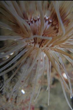 tube-dwelling anemone