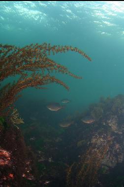 perch and seaweed