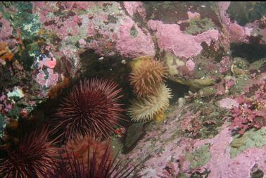 anemones and urchins