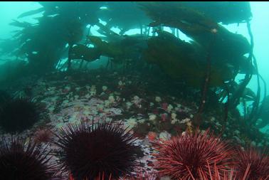 urchins, brooding anemones and stalked kelp
