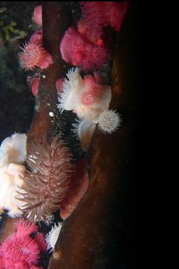 brooding anemones and kelp