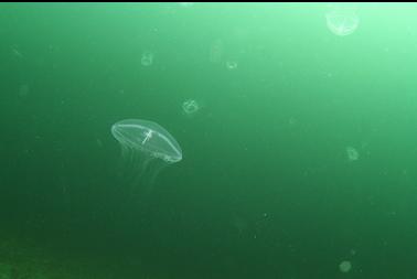 jellyfish