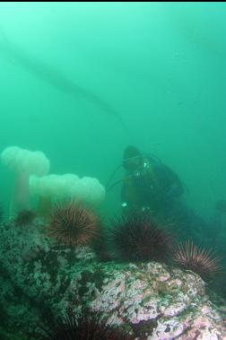 urchins and anemones