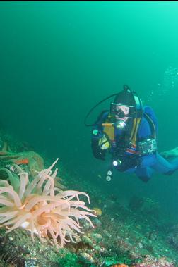 crimson anemone in channel