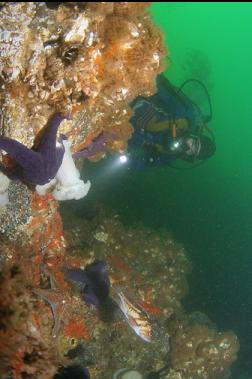 copper rockfish 