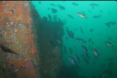 rockfish near wall