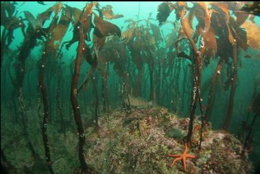 stalked kelp