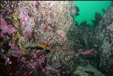rockfish in small canyon