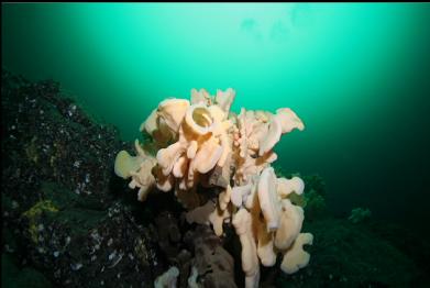 sponge on edge of ledge