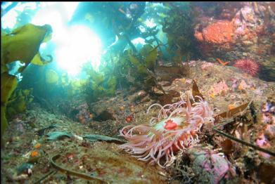 sand anemone