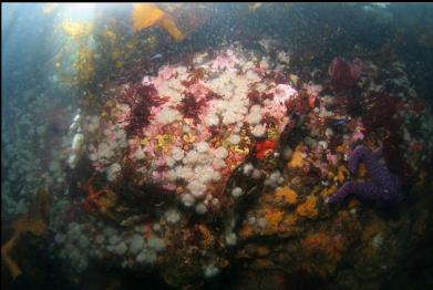 tiny anemones on shallow wall