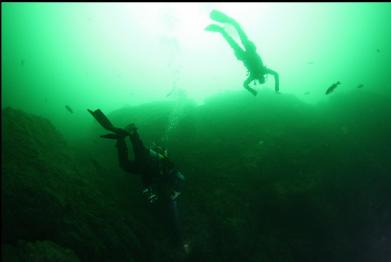 swimming past black rockfish