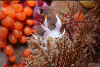 nudibranch