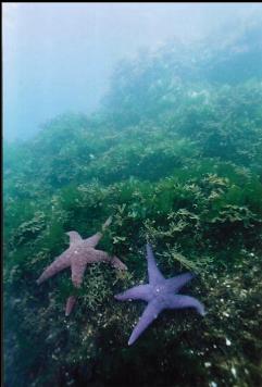 SEA STARS IN SHALLOWS