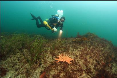 sunflower star and eelgrass