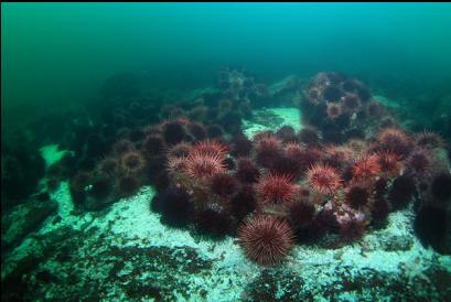 urchins on slope above wall