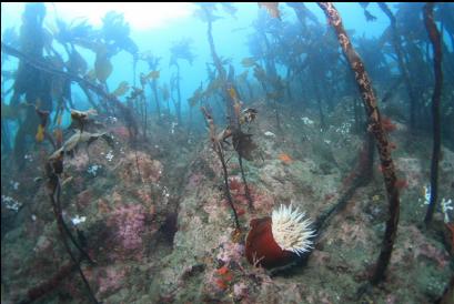 fish-eating anemone