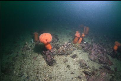 orange plumose anemones at tip of reef