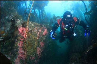 hydrocoral in narrow canyon