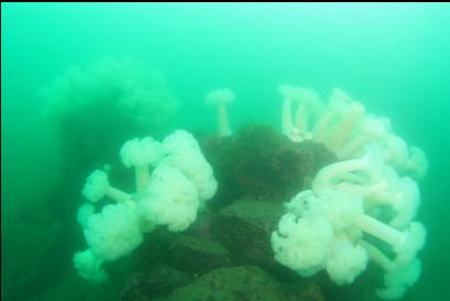 plumose anemones on boulders