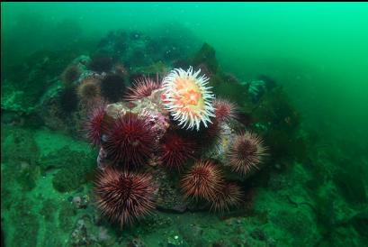 fish-eating anemone