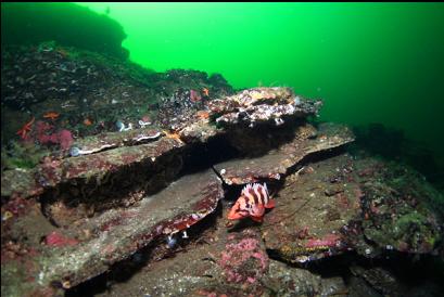 tiger rockfish