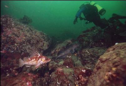 COPPER ROCKFISH AND LINGCOD