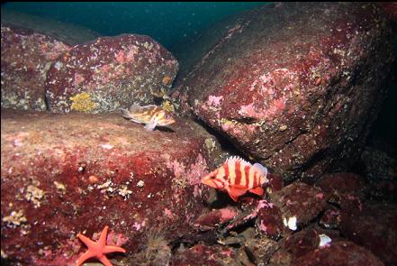 another tiger rockfish