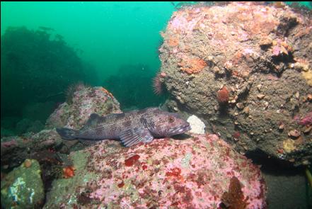 lingcod guarding eggs