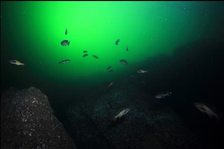 rockfish over the pyramid