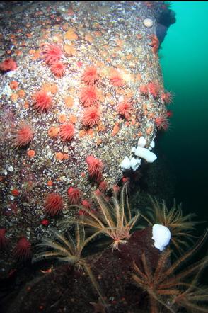 crimson anemones and feather stars