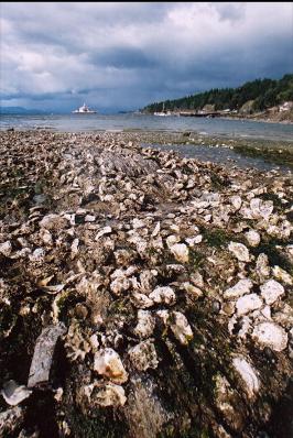 OYSTERS ON BEACH AND FERRY IN BACKGROUND