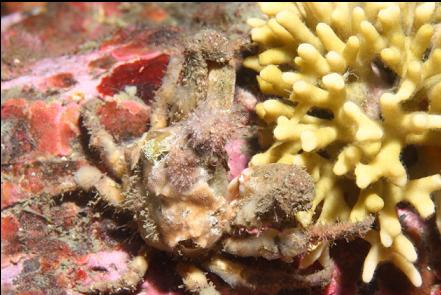 crab and staghorn bryozoan