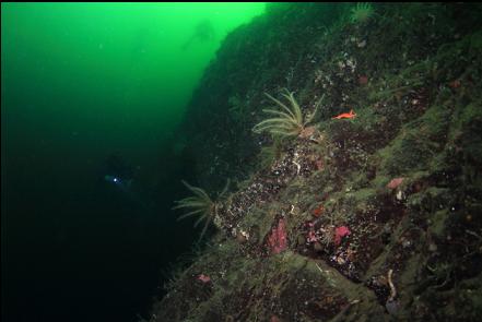 feather stars