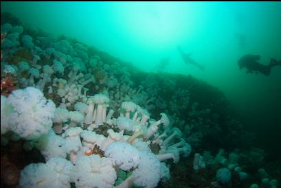 divers and sealion by wall