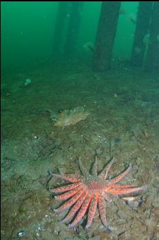 SUNFLOWER STAR AND NUDIBRANCH