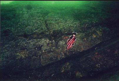 JUVENILE YELLOWEYE ROCKFISH