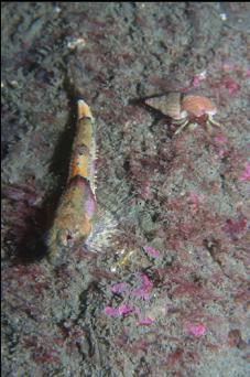 SCULPIN AND TINY HERMIT CRAB