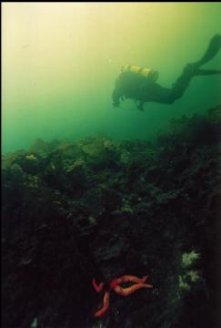 SEA STAR AND KELP IN SHALLOWS