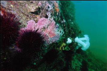 ENCRUSTING HYDROCORALS, URCHINS AND PLUMOSE ANEMONES ON WALL