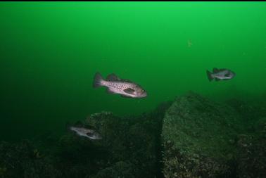 black rockfish